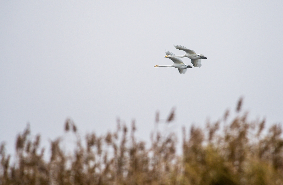 20121116 0684 [NIKON D4] 500 mm,1 400 Sek. bei ƒ   5,6