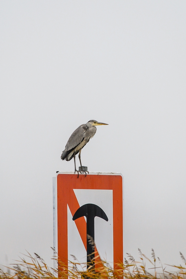 20121116 0711 [NIKON D4] 500 mm,1 500 Sek. bei ƒ   5,6