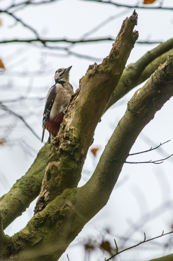 20121116 29289 [NIKON D2Xs] 500 mm,1 160 Sek. bei ƒ   4,8