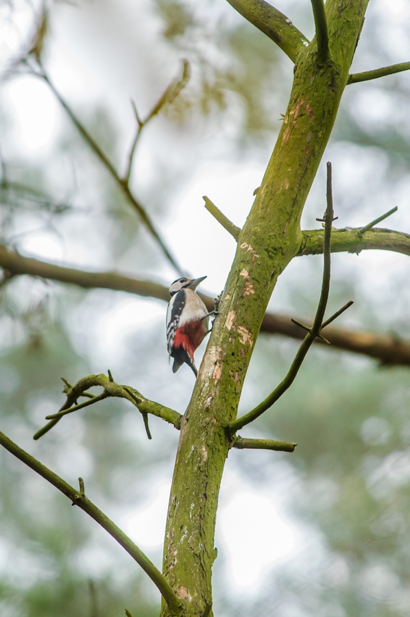 20121116 29306 [NIKON D2Xs] 500 mm,1 30 Sek. bei ƒ   4,8