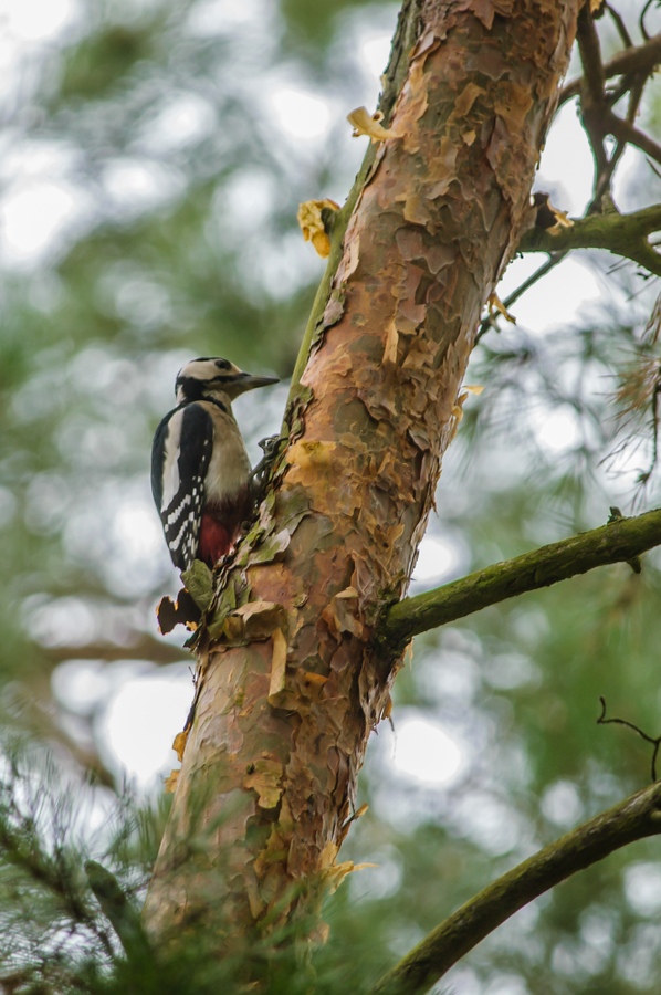 20121116 29340 [NIKON D2Xs] 500 mm,1 20 Sek. bei ƒ   5,0
