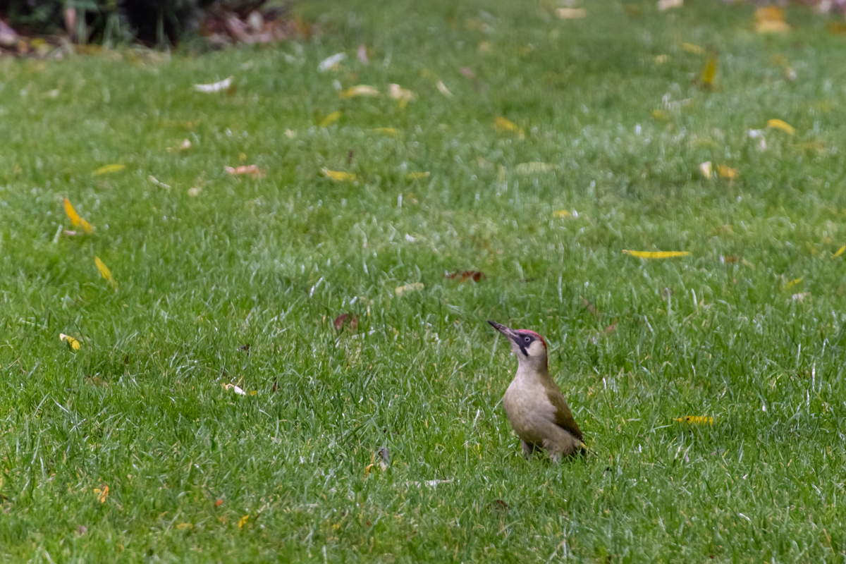 201213 Grünspecht-3.jpg
