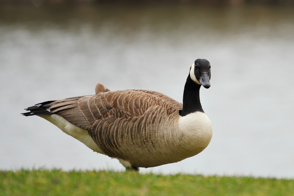 2013 04 10 0050 D 3S A