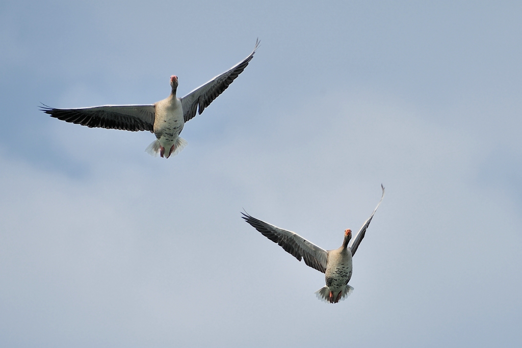 2013 04 21 1565 D 3S A
