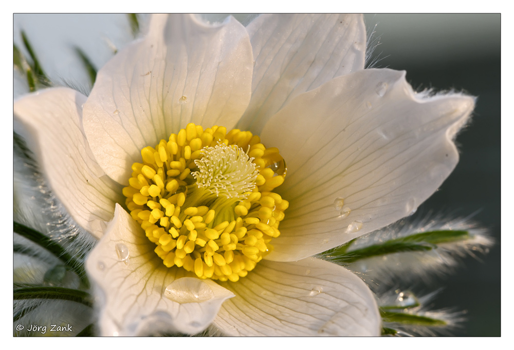 2013 04 22 DSC 7468 w