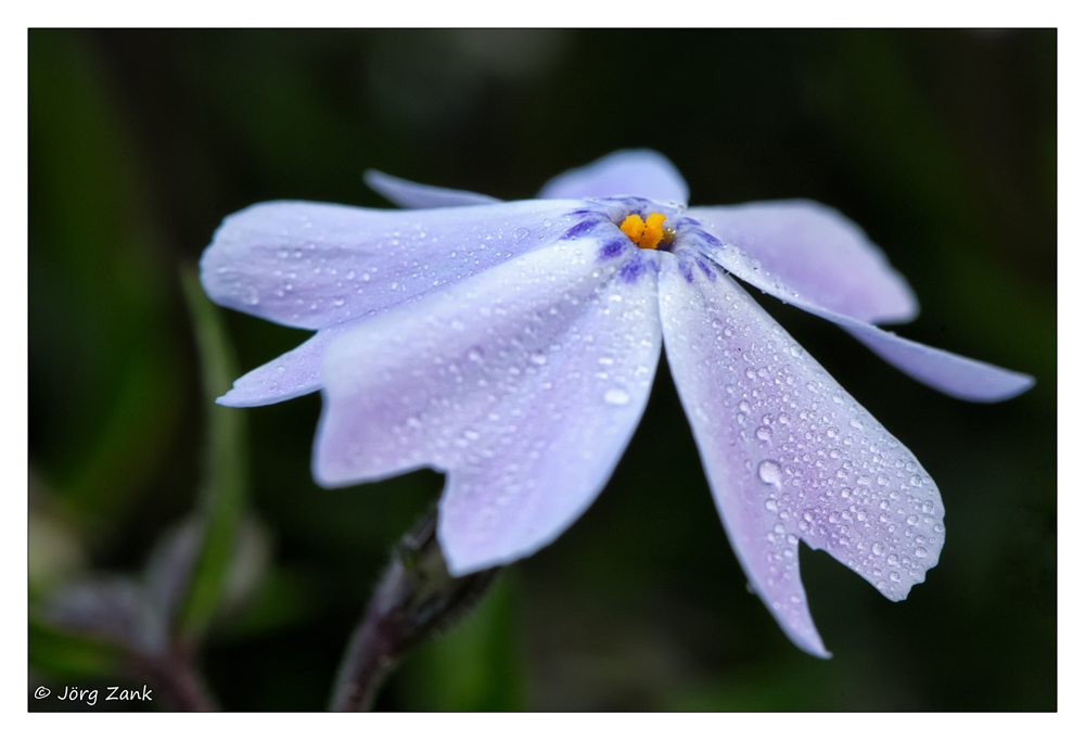 2013 05 06 DSC 7626 w