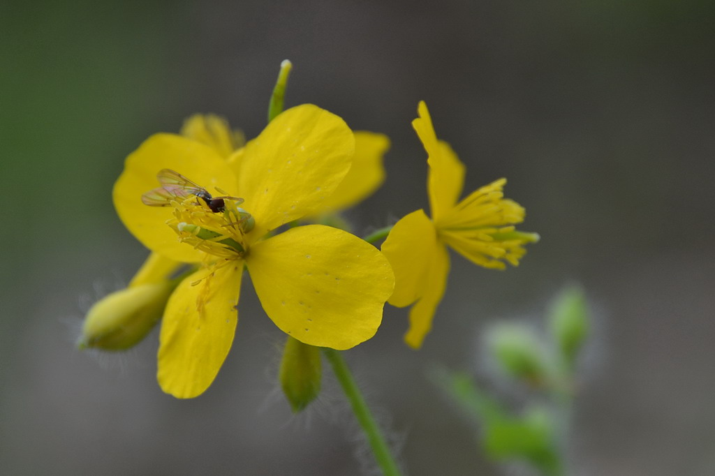 2013 05 11 Steinhuder Meer (385)