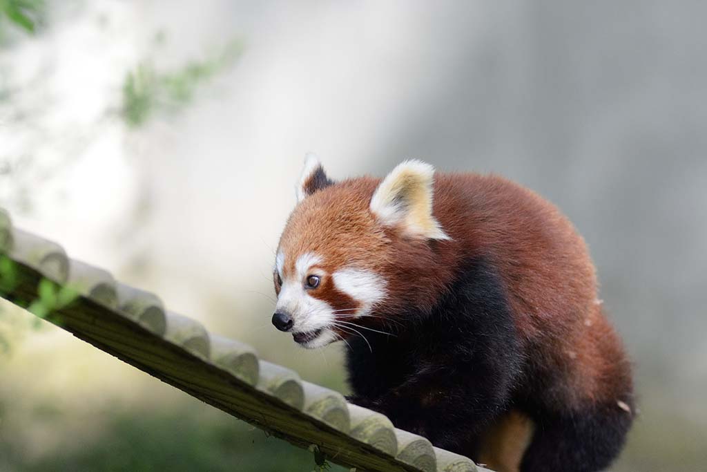 2013 05 18 16 24 33 NIKON D7100 K71 1301
