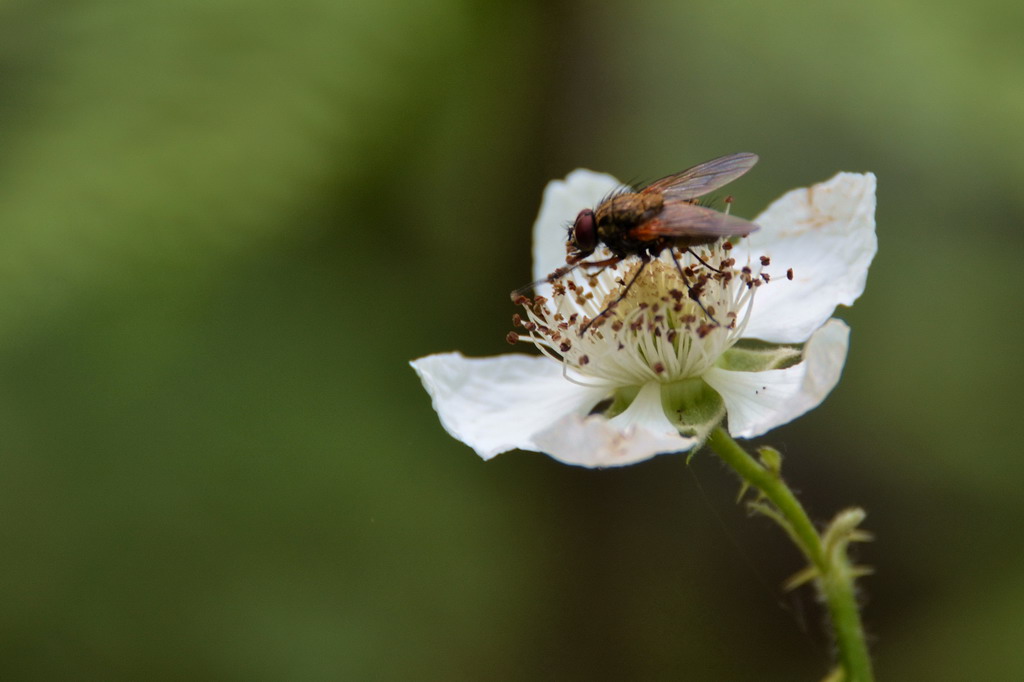 2013 06 23 Steinhuder Meer (430)