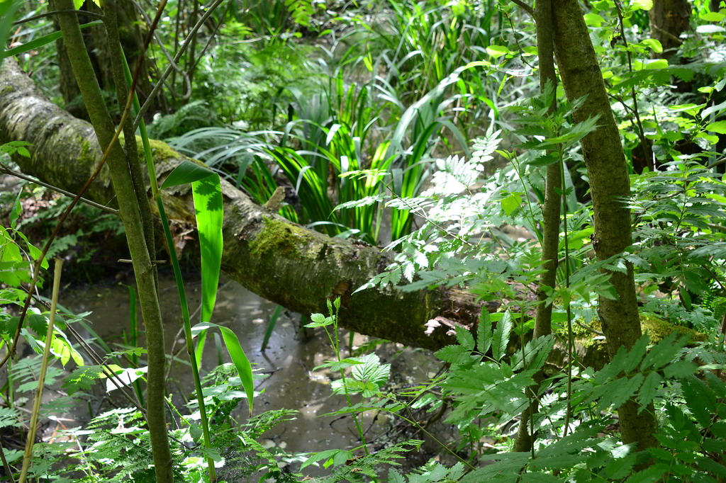 2013 06 23 Steinhuder Meer (450)