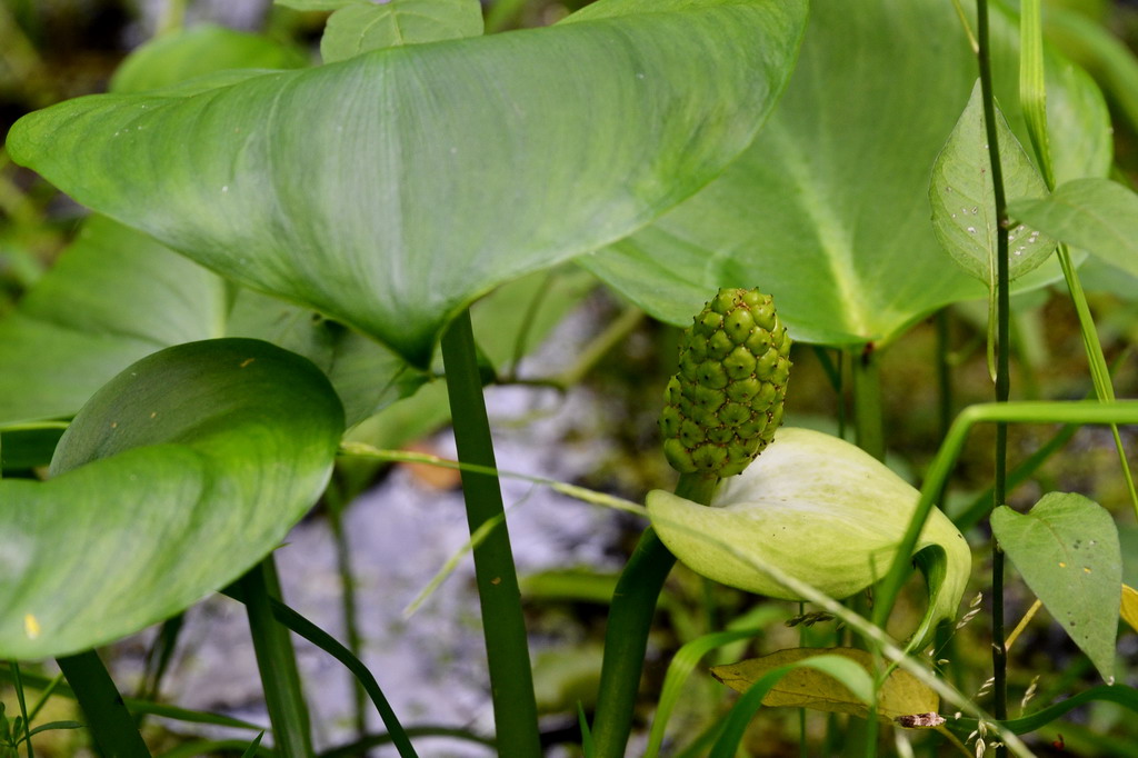 2013 06 23 Steinhuder Meer (452)