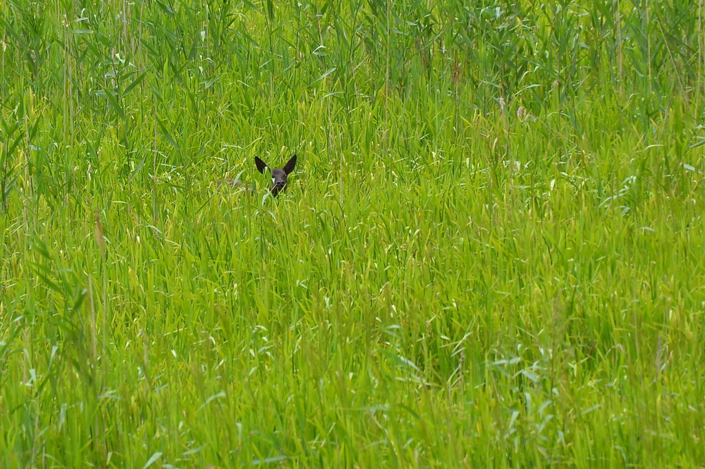 2013 06 23 Steinhuder Meer (459)
