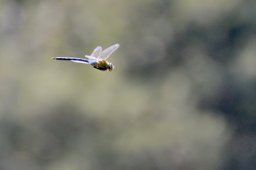 2013 07 06 Steinhuder Meer (509)