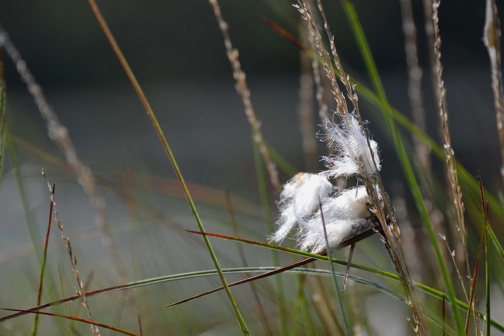 2013 07 06 Steinhuder Meer (521)