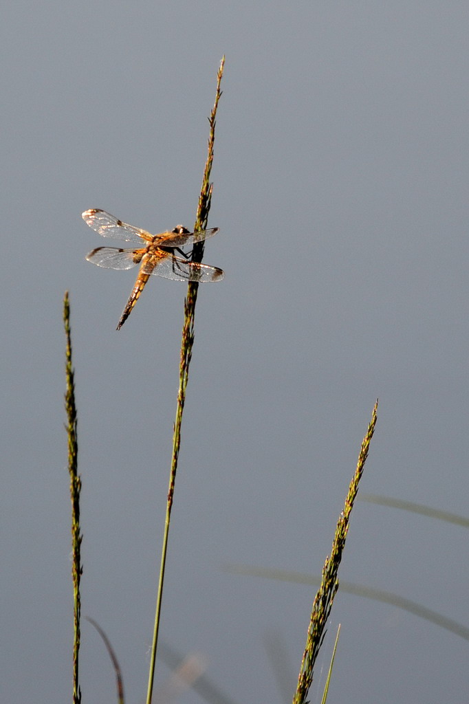2013 07 06 Steinhuder Meer (537)