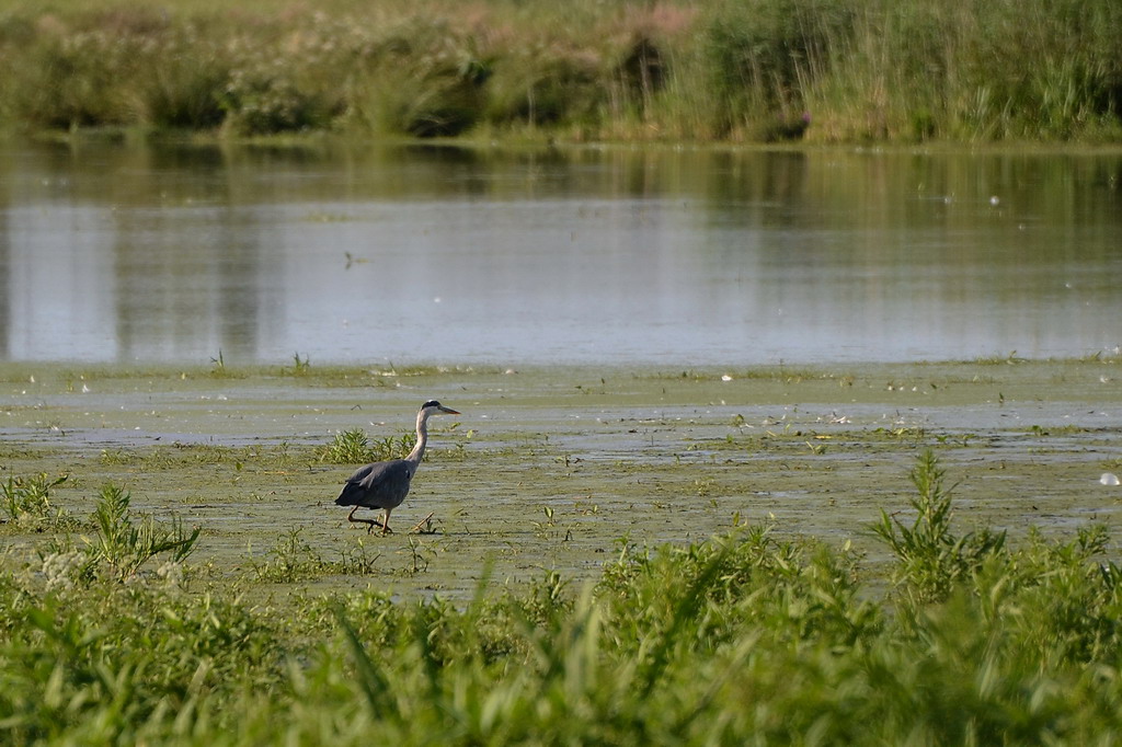 2013 07 06 Steinhuder Meer (603)