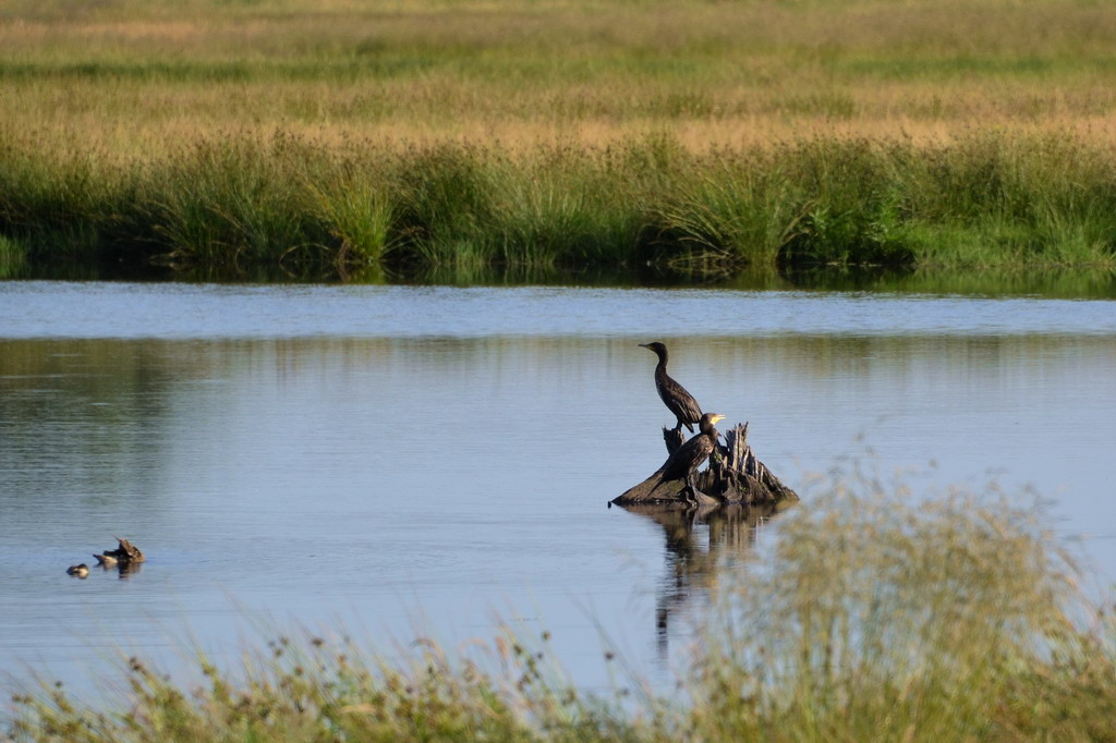 2013 07 06 Steinhuder Meer (618)
