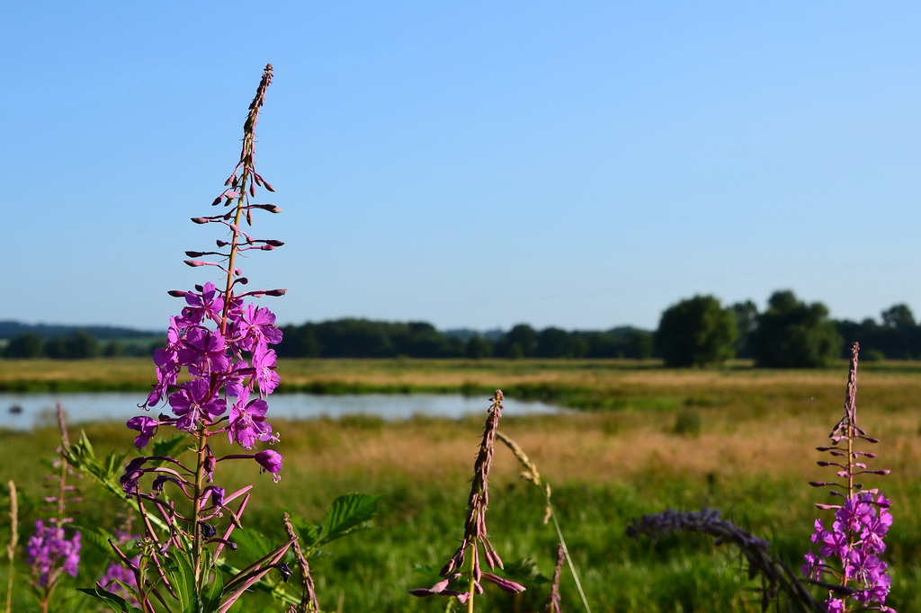2013 07 06 Steinhuder Meer (623)