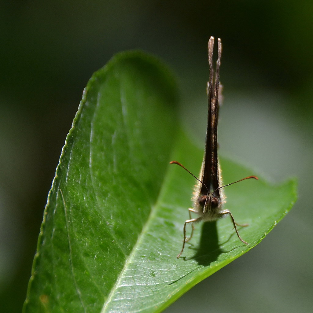 2013 08 04 Steinhuder Meer (2056)