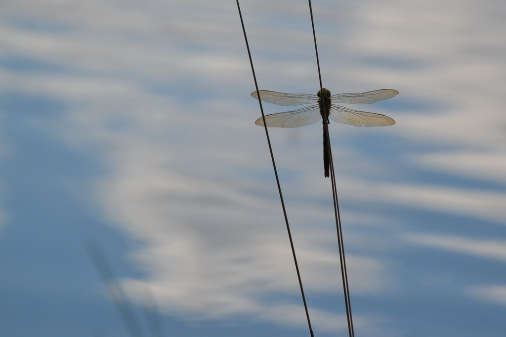 2013 08 04 Steinhuder Meer (2170)