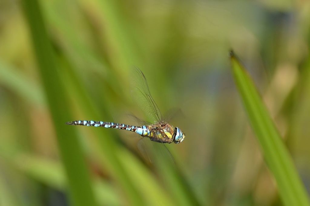 2013 09 05 Steinhuder Meer (1082)