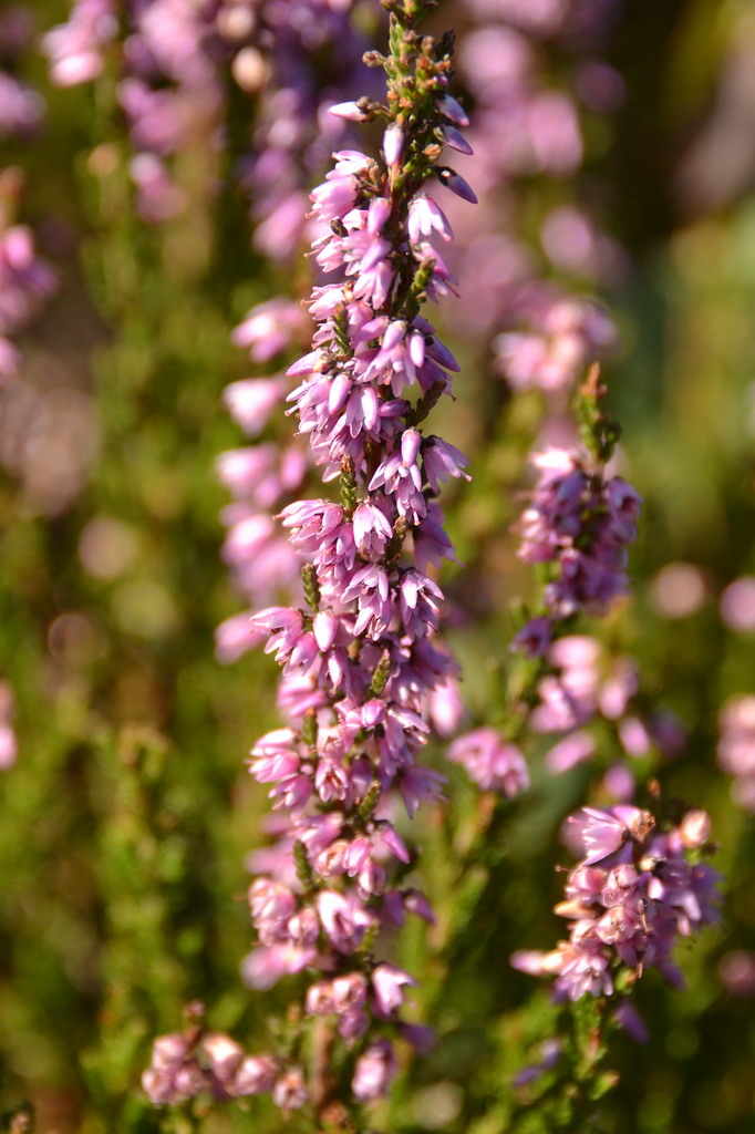 2013 09 05 Steinhuder Meer (1105)