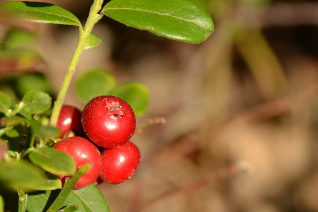 2013 09 05 Steinhuder Meer (1125)