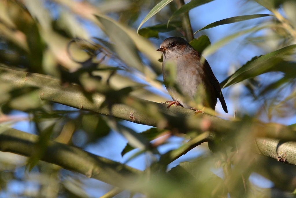 2013 10 02 Steinhuder Meer (1384)