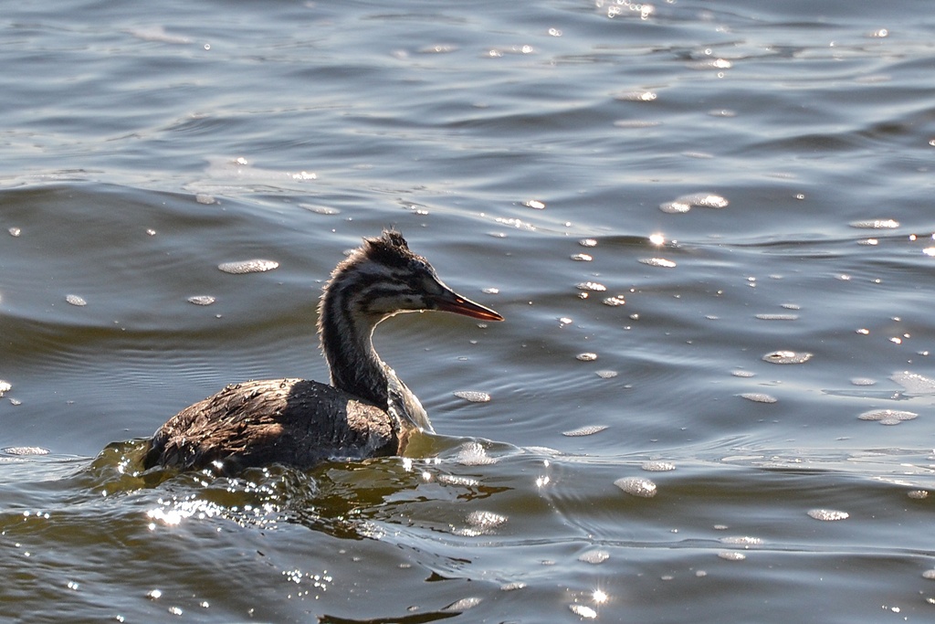2013 10 02 Steinhuder Meer (1472)