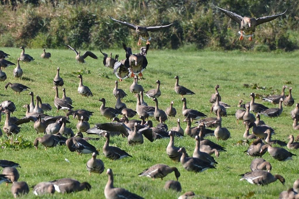 2013 10 02 Steinhuder Meer (1617)