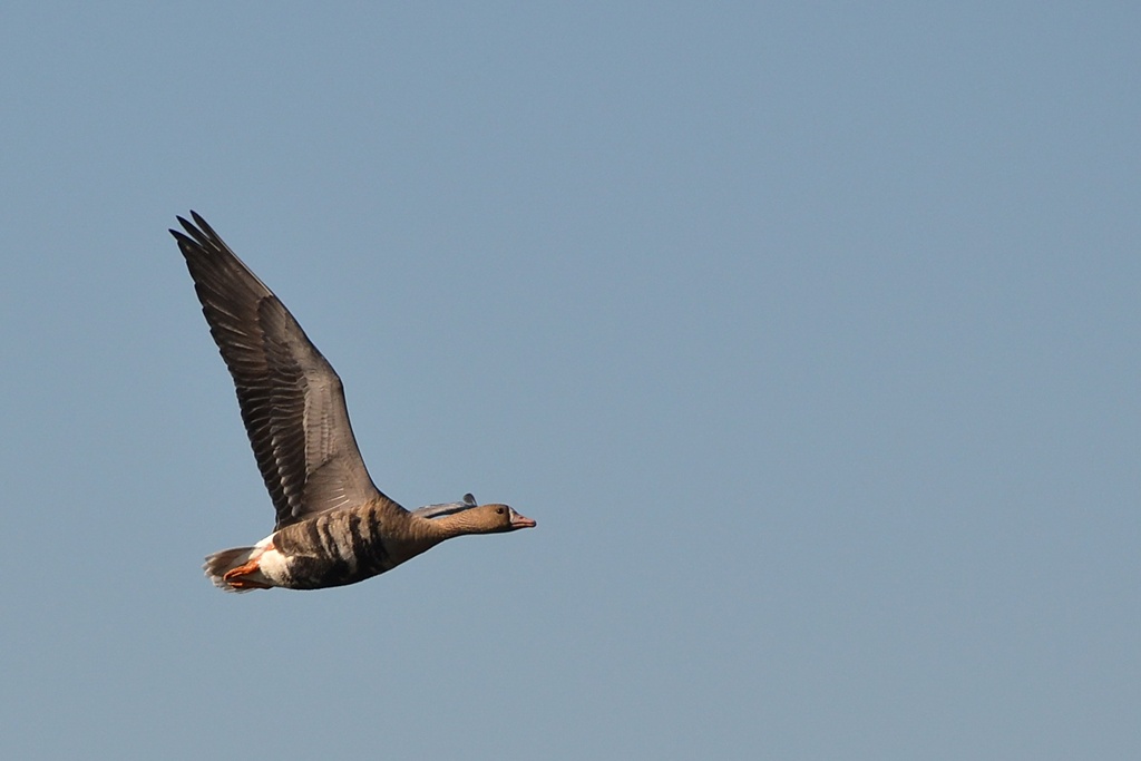 2013 10 02 Steinhuder Meer (1684)