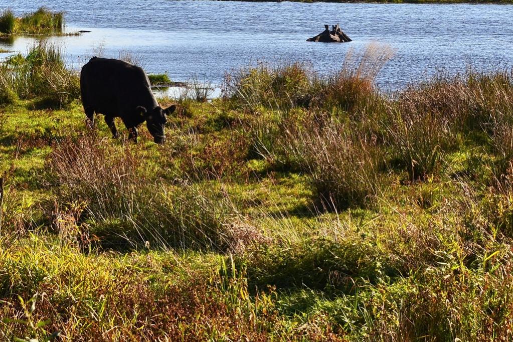 2013 10 02 Steinhuder Meer (1801)