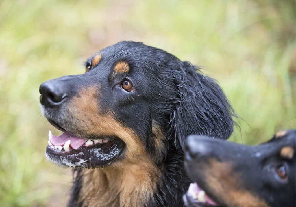 2013 10 10 Bilbo Portrait DSC 0751