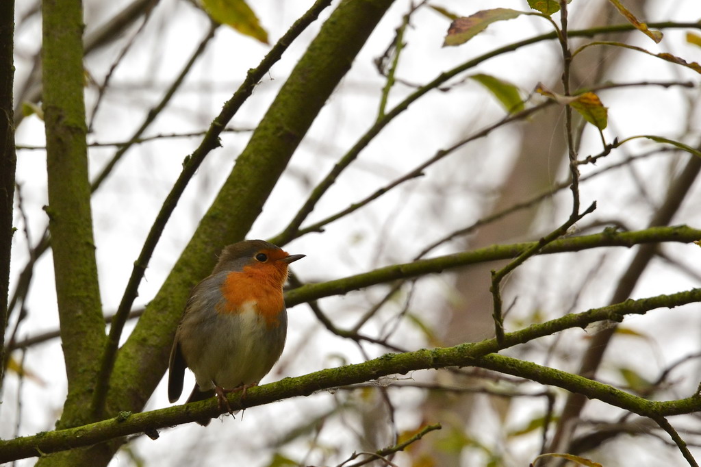 2013 11 21 Steinhuder Meer (1843)