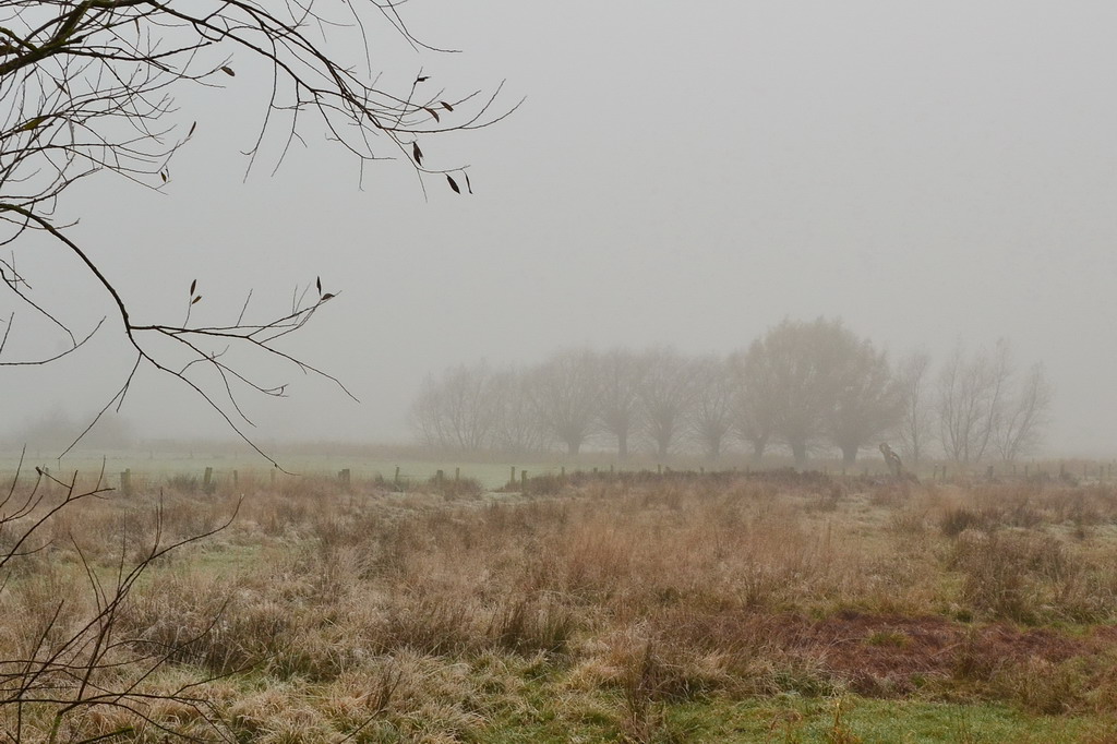 2013 11 21 Steinhuder Meer (1876)