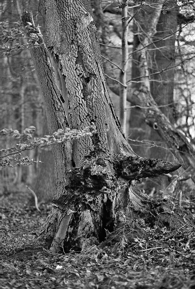 20130105 In meinem "Hauswald" beim Testen des 85er und des BW-Films