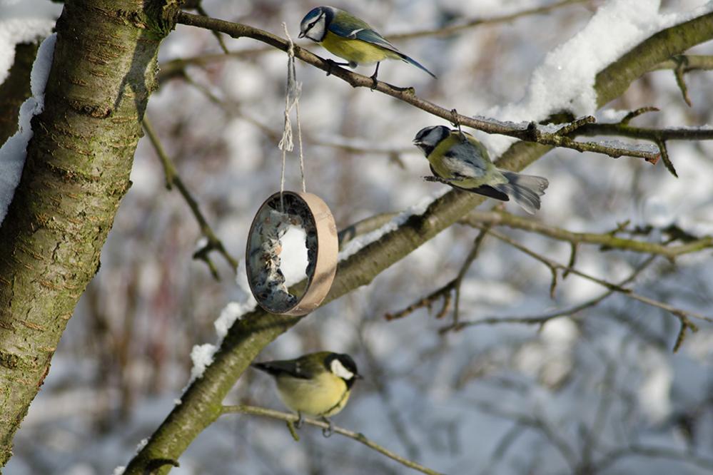 20130113 DSC7141 drei Meisen am Ring
