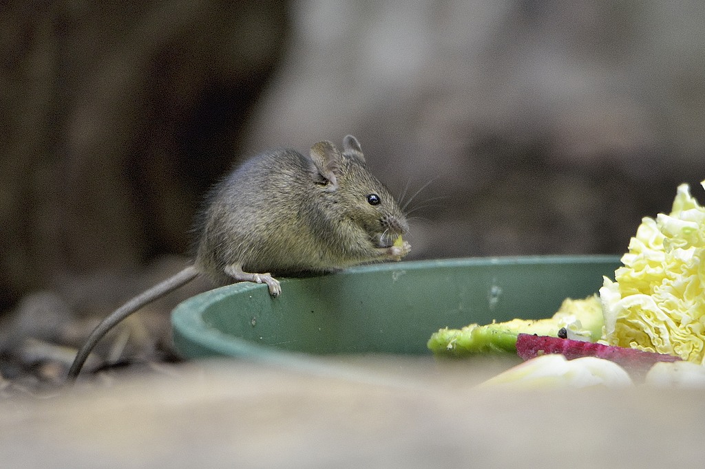 201302 Maus 2