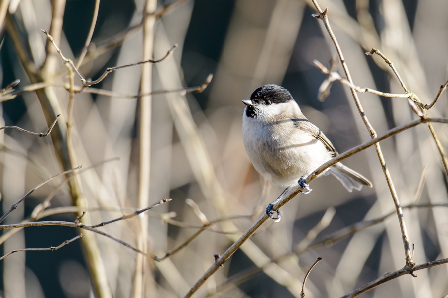 20130210 2797 [NIKON D4] 600 mm,1 125 Sek. bei ƒ   5,0
