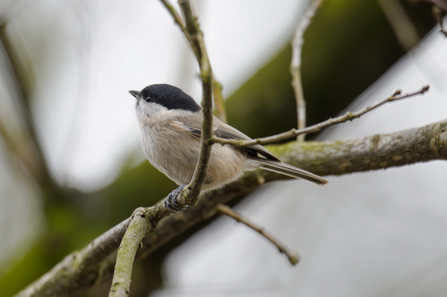 20130217 2927 [NIKON D4] 600 mm,1 125 Sek. bei ƒ   5,0