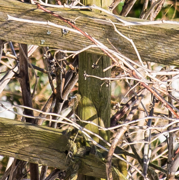 20130312 DSC 0673