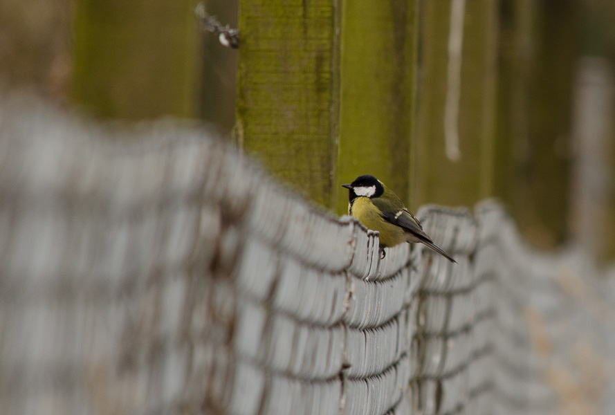 20130406 DSC 1911
