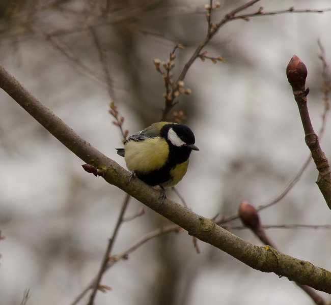20130406 DSC 1916