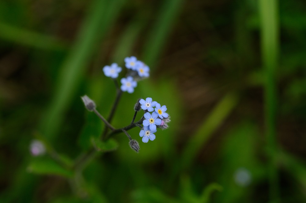 20130515 163143  © R.Wolf Lemgo