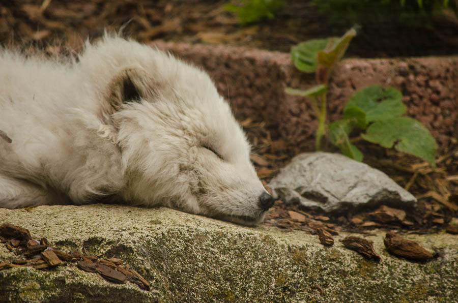 20130523 DSC 2394