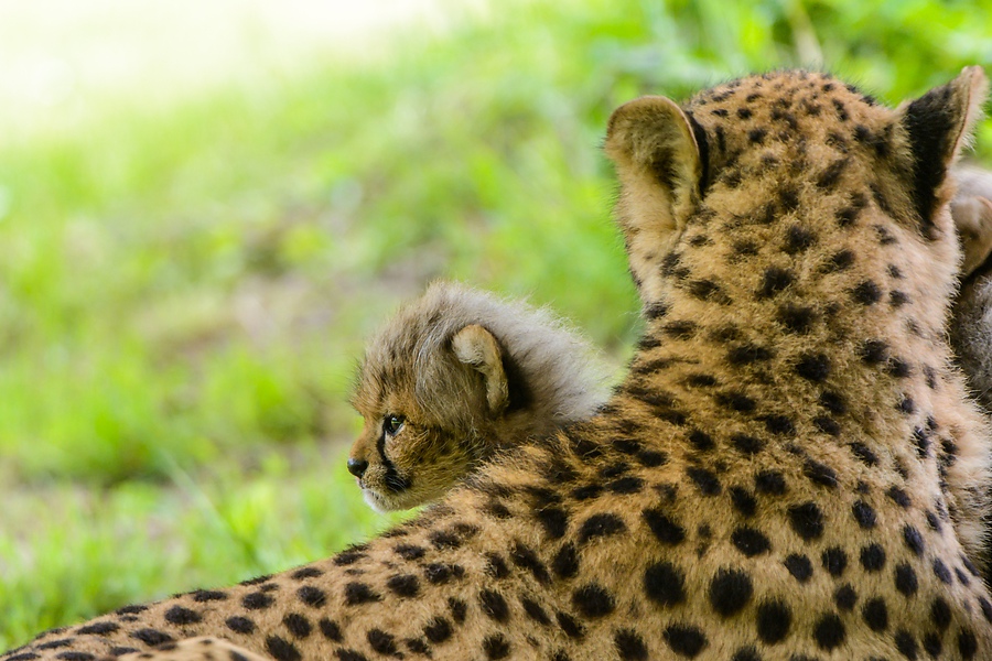 20130601 0380 [NIKON D7100] 400 mm,1 60 Sek. bei ƒ   4,5
