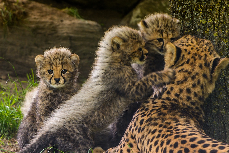 20130601 0405 [NIKON D7100] 400 mm,1 80 Sek. bei ƒ   4,5