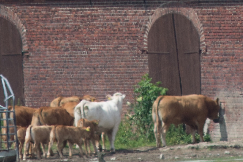 20130614 1583 [NIKON D7100] 180 mm,1 2500 Sek. bei ƒ   2,8