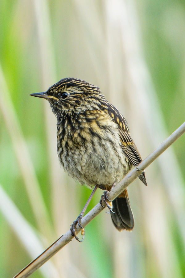 20130630 2991 [NIKON D7100] 1000 mm,1 400 Sek. bei ƒ   8,0