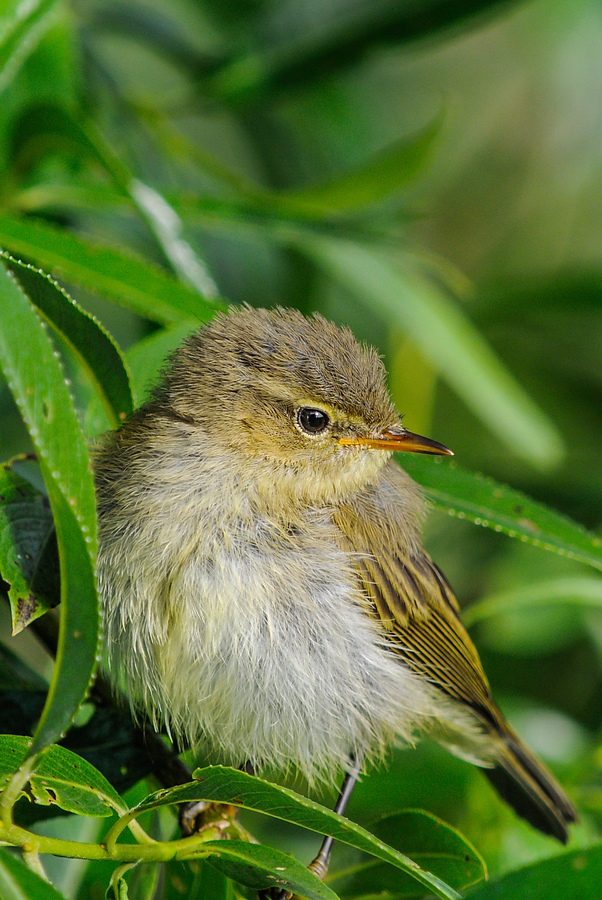20130630 7052 [NIKON 1 V1] 280 mm,1 250 Sek. bei ƒ   6,3